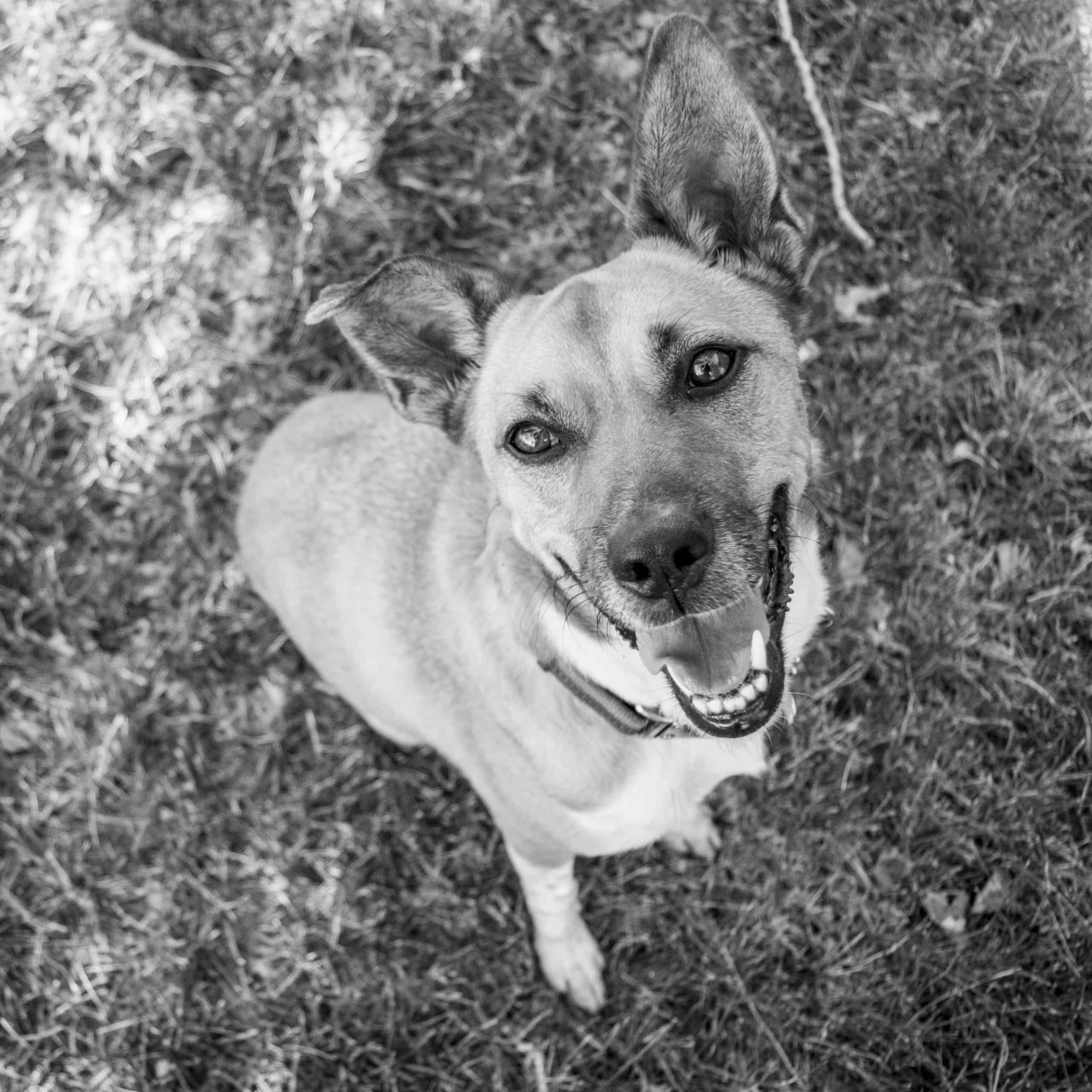 STELLA